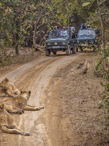 Gir National Park Safari Guide: See the Asiatic Lions 