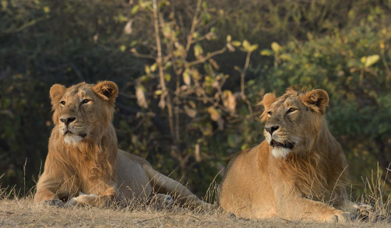 Gir National Park