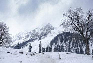 Kashmir Tour
