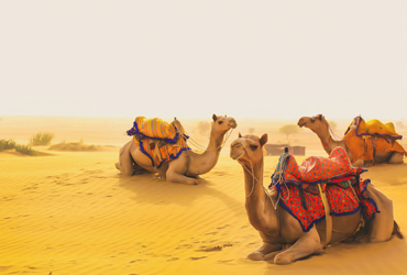Rajasthan Tour