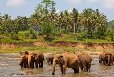 Sri Lanka Tour