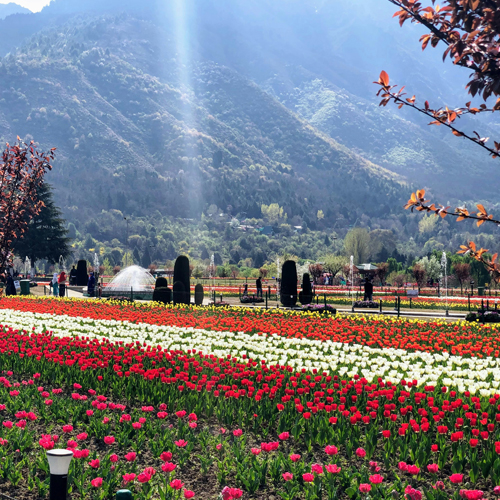 Kashmir Tour