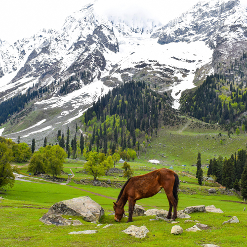 Kashmir Tour