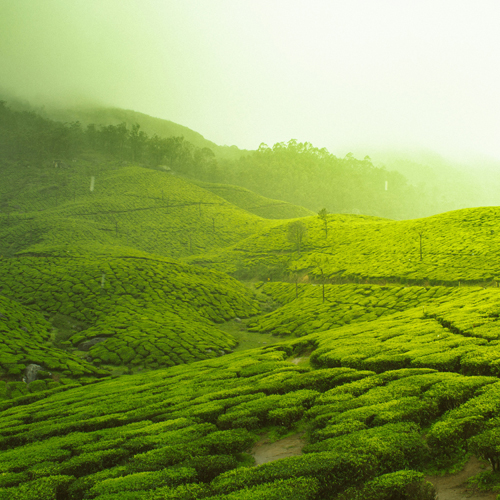 Kerala Tour